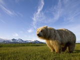 Grizzly Bear in Meadow at Hallo Bay in Katmai National Park