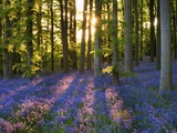 Bluebell Wood at Coton Manor