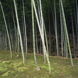 Bamoo Forest in Kyoto