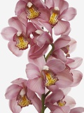 Pink Cattleya orchids