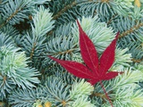 Japanese Maple Leaf on Evergreen