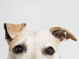 Eyes of a pitbull terrier