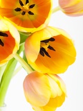 Yellow and orange tulips