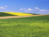 Rape plant field in distance