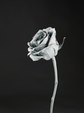Rose blooming