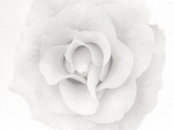 A Rose