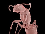 Ant
