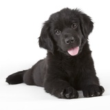 Newfoundland puppy