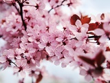 Japanese Cherry Blossom