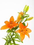 Orange lilies