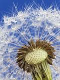 Dandelion seedhead