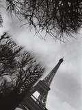 Eiffel Tower and Surrounding Tree Branches