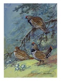 A Painting of Two Different Species of Grouse