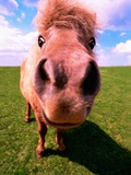 Pony's Nose