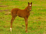 Thoroughbred foal at Stonestreet Farms