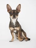 Sitting Dog