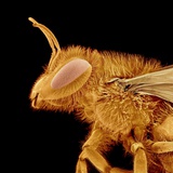Head of a Bee