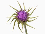 Marian thistle