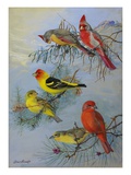 A Painting of a Pyrrhuloxia and Two Species of Tanager