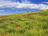 Meadow of rape plants and poppies
