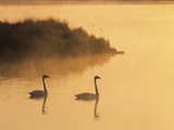 Two Adult Trumpeter Swans (cvanus Buccinator) in Morning Light at the Mouth of Junction Creek  Wald