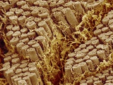 Smooth muscle of trachea of a dog