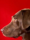 Chocolate Lab