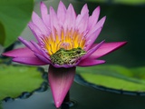 Frog on Waterlily in Urban Pond; Leo Mol Garden; Assiniboine Park  Winnipeg  Manitoba  Canada