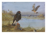 A Painting of an Adult and an Immature Everglade Snail Kite