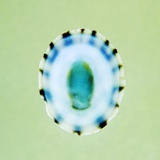 Limpit Shell