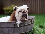 Bulldog Bathing In Washtub