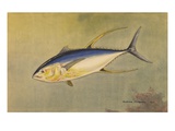 A Painting of the Rare Allison Tuna