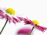 Daisies