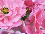 Pink roses