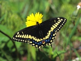Short-tailed Black Swallowtail Butterfly (Papilio Brevicauda) Feeding on Common Dandelion  Prince E