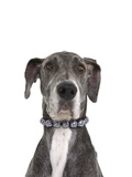 Great dane wearing a pearl necklace