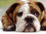 English Bulldog