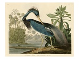 Louisiana Heron