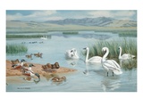 Several species of ducks  coots  and swans share a sanctuary's lake