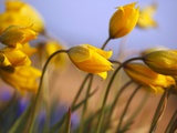 Close-up of daffodils