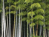 Bamboo Forest in Sagano