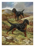 Gordon setters  native to the Scottish moors  are a rugged breed