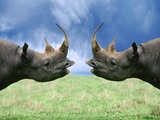 Rhinoceroses Looking at Each Other