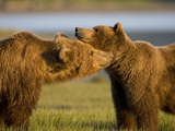Grizzly Bears Greeting Each Other in Meadow at Hallo Bay