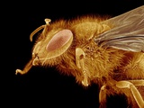 Head of a Honeybee