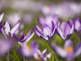 Crocuses