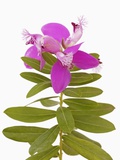Purple Milkwort