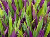 Colorful Plant in Palau