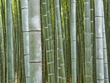 Bamboo Forest in Sagano