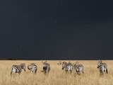 Burchell's Zebras on Savanna Below Stormy Sky